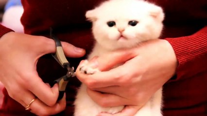 1st Month After Birth _ First Lure Kitten _ 10k Subscribers!! ✨