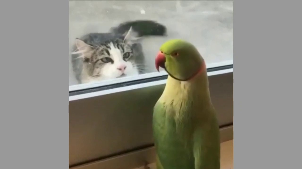 Funniest Pets Video