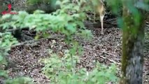 Tiger Attack Man in Forest   Royal Bengal Tiger Attack Fun Made Movie part 3 (2)