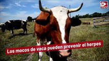 Los mocos de vaca pueden prevenir el herpes