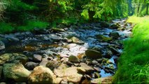 Calming Mountain Stream Sounds in Forest - 1 Hour of Nature Sounds