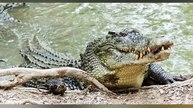 10 Animals That Could KILL a Crocodile