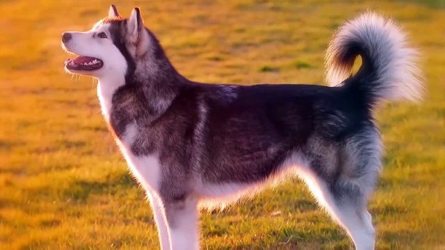 Siberian Husky vs Alaskan Malamute - which is best for you