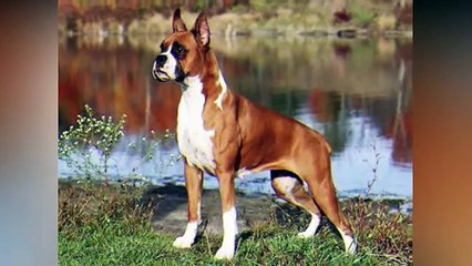 10 Dogs That Will Stay by Your Side (No Matter What)