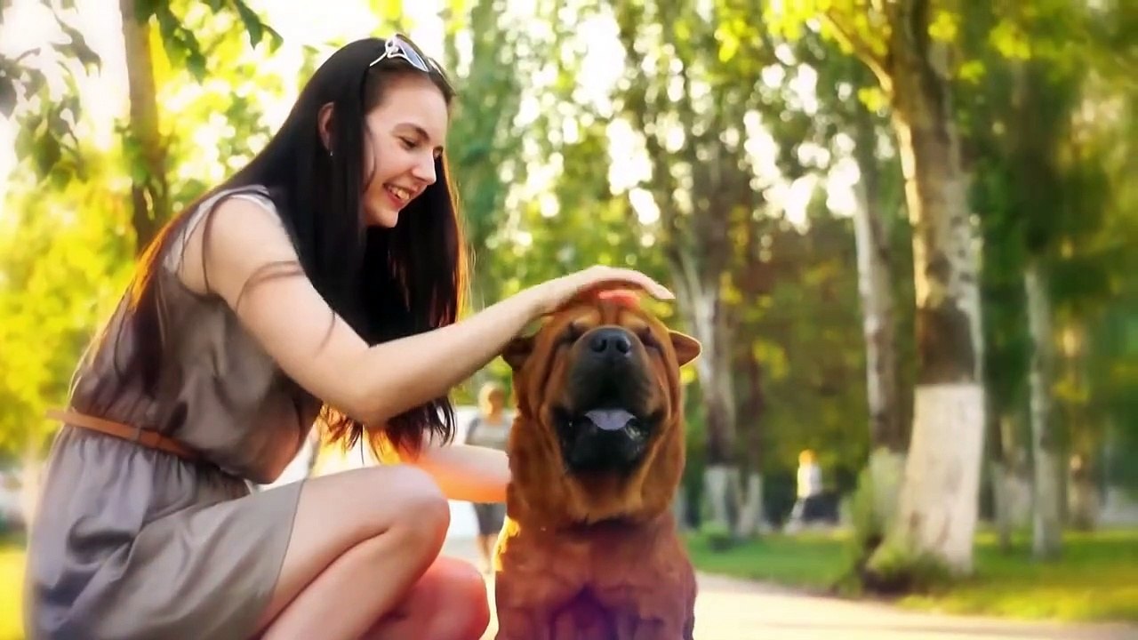 10 MOST DOMINANT DOG BREEDS video Dailymotion