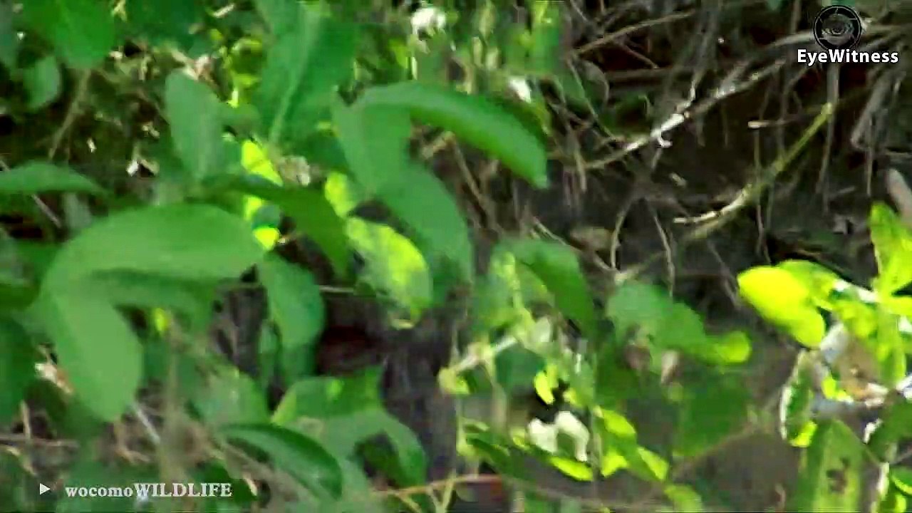 15 Merciless Hunting Moments Of Big Cats   Animal World