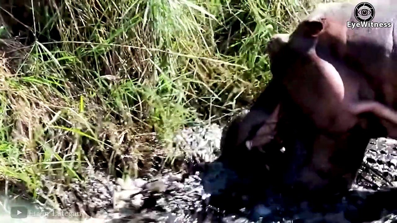 30 Merciless Crocodiles Injured When Hunting And What Happened Next   Wild Animal