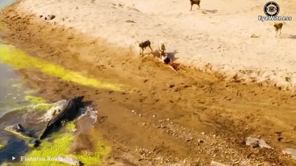 30 Wild Dogs Headed To The Crocodile River, But The Unexpected Happened   Wild Animal