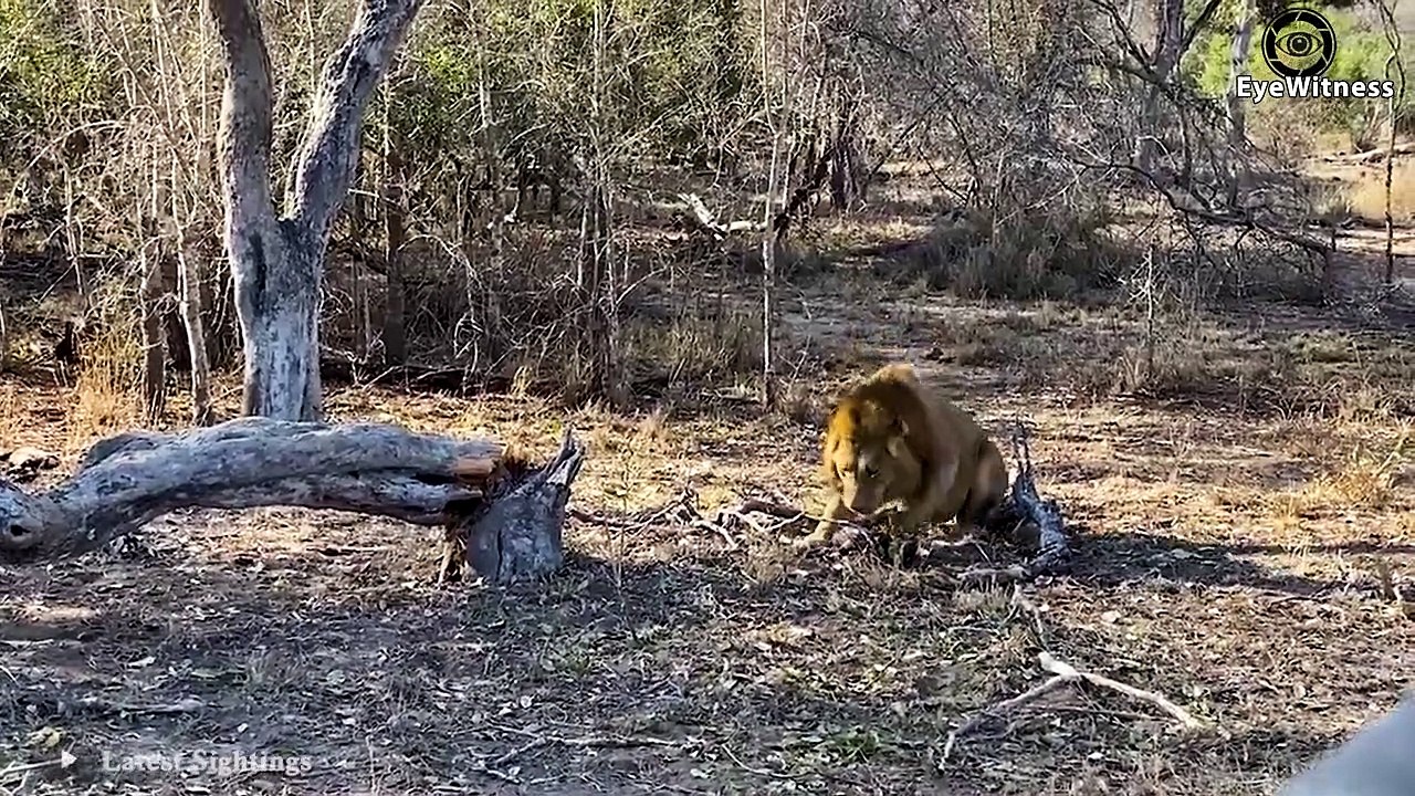 45 Scariest Moments Lion Vs Wild Dog & Evil Lion Attacks Wild Dog   Wild Animal