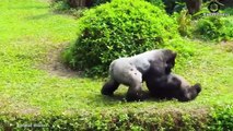 45 Moments Unbelievable ! Revenge Of Gorilla King When Discovering Lion Pride Tracking Him