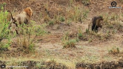 Lion vs Tiger Real Fight & 45 Shocking Moments Lion Fight To Dea.th   Wild Animal