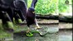 Look What Happens When Craziest Snakes Messed With The Wrong Opponent   Animal World