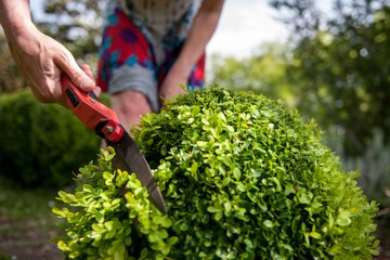 How and When to Prune Boxwood—7 Must-Know Tips