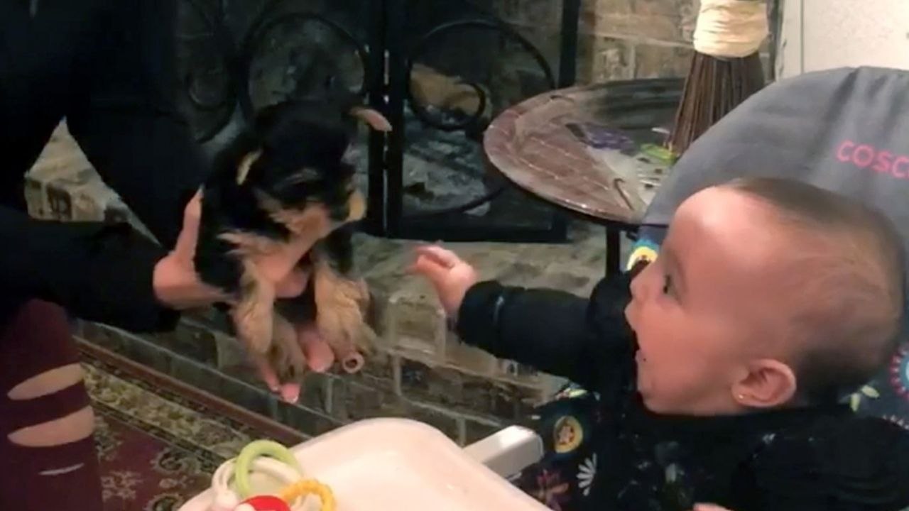 Baby And Puppy Meet For First Time | Wild-ish TV