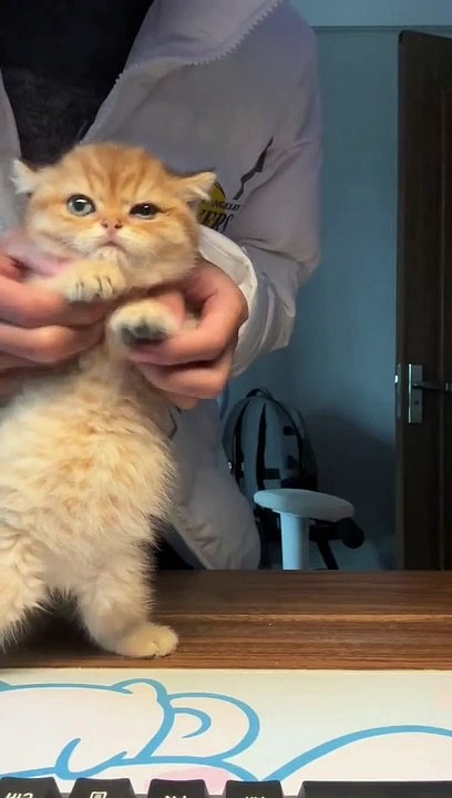 catgivr #cat