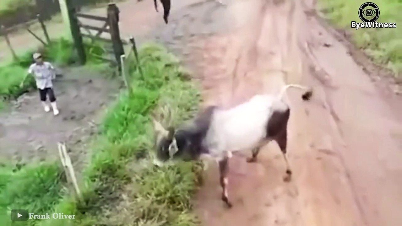 18 Times Wild Horses Get Crazy Attacking Other Animals   Horse Attacks Lion