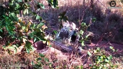 18 Times Stupid Pythons Trying To Get Rid Of Impala's Horns   Wild Animal