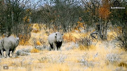 30 Merciless Moments Fighting Rhinos, Who Can Destroy This Tank Rhino