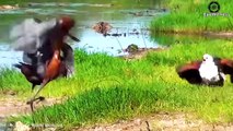 35 Brutal Moments of Birds Battling Against Their Prey