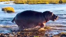 45 Death Bite! Lion Is Bitten Mouth Off By Giant Hippo To Avenge Her Calf