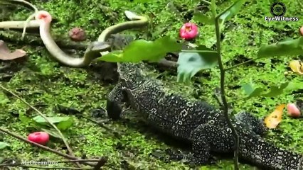 45 Incredible Clash Of Komodo Dragon VS Leopard, Buffalo, Lion, Crocodile And A Surprise Ending
