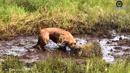 45 Painful Lion Was Stabbed By Hundreds Of Porcupine Spikes When Foolishly Hunted Porcupine