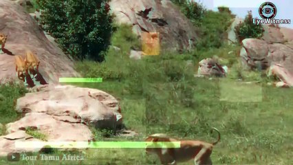 Let's Watch Fiercest Male Lions Fight To Be King And What Br.utality Happen Next   Wild animal