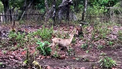 OMG! How Strong Is A Komodo Dragon's Bite Leopard's Mistake When Provoking Lizard And How It Ends