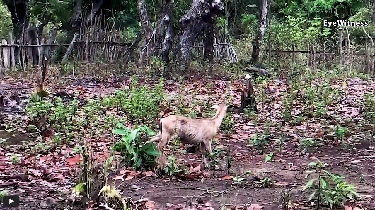 OMG! How Strong Is A Komodo Dragon's Bite Leopard's Mistake When Provoking Lizard And How It Ends