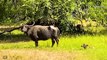 Bravest Maasai People Attack Lion King To Rescue Buffalo And Poor Animals   Wild Animal