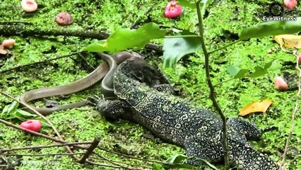 Crazy Komodo Dragon Attacks Monkey Too P.ainful► Best Predatory Swallows Of Komodo Dragon