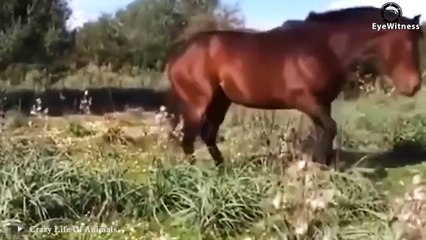 Angry Wild Horses Take Down The Lion King On Their Territory   Wild Animal