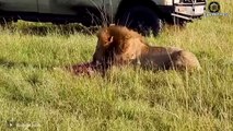 Angry Hyenas Torture The Lion Family Brutally To Avenge Dea.d Cubs ! The Revenge Is Too Scary
