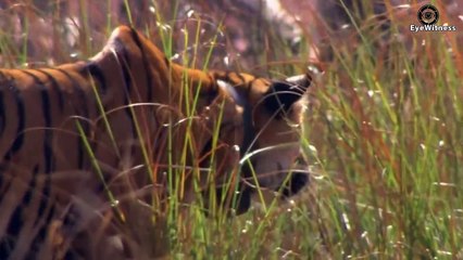 The Terrible Battle Of The Tiger King When Going To Battle   Animal World