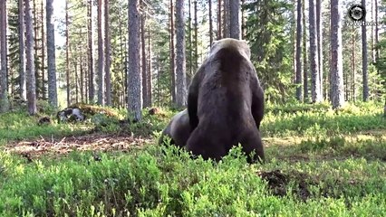 Super Classic Confrontations Of The Wildlife World ►► Lion,Gorilla,Tiger.....  Animal World