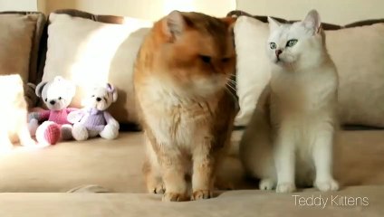 6 Weeks After Birth _ Little kitty Coco and her parents William and Betti