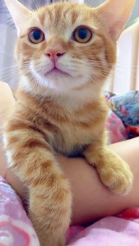 bunyi kucing mengeong bunyi kucing mengeong#cat #cute #fyp #cats