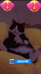 I am panther Cat and Dog #cats #catstiktok #catvideos #catlover #shorts  #funny #cat #youtubeshorts