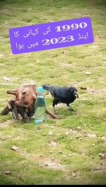 Thirsty crow