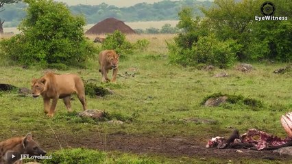 15 Times Hyenas Messed With The Wrong Animals   Wild Animal