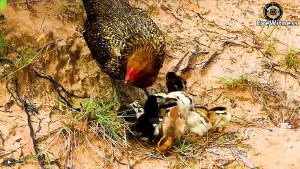 35 Br.utal Moments Hunting Prey Of Hawk Are Amazingly Recorded   Wild Animal