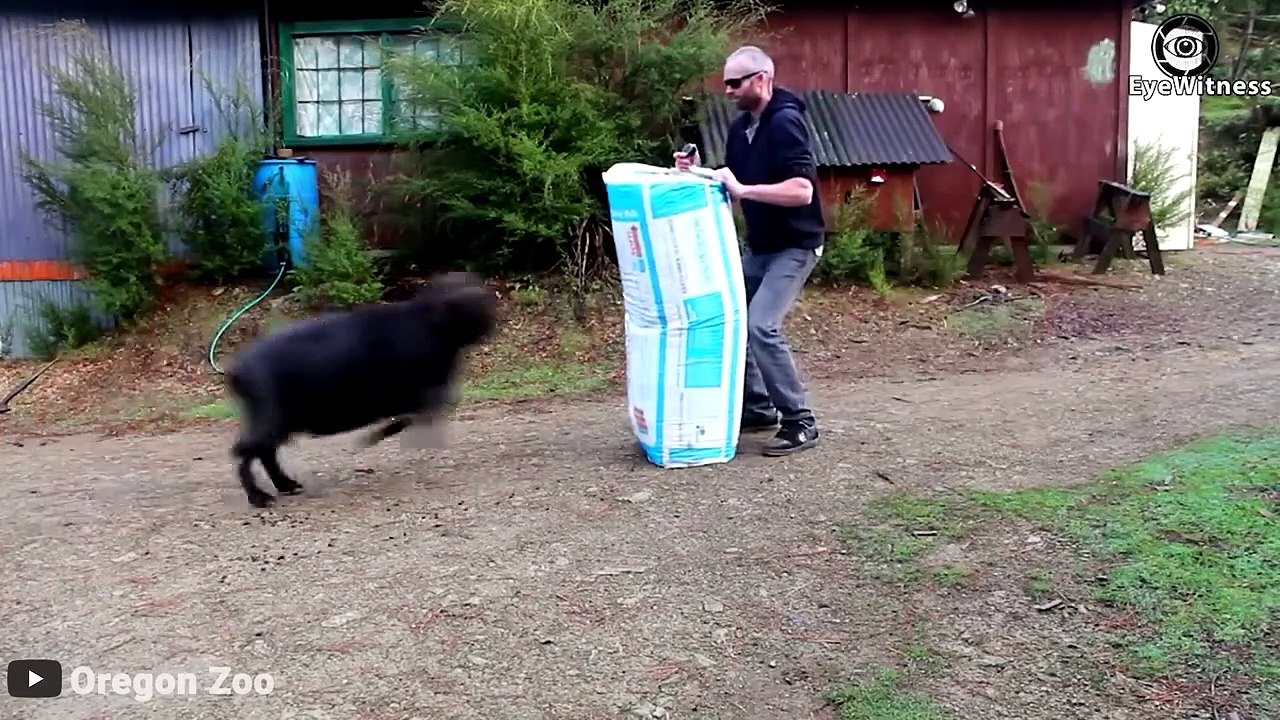 Best Ram Knockout Animals and Everything video Dailymotion