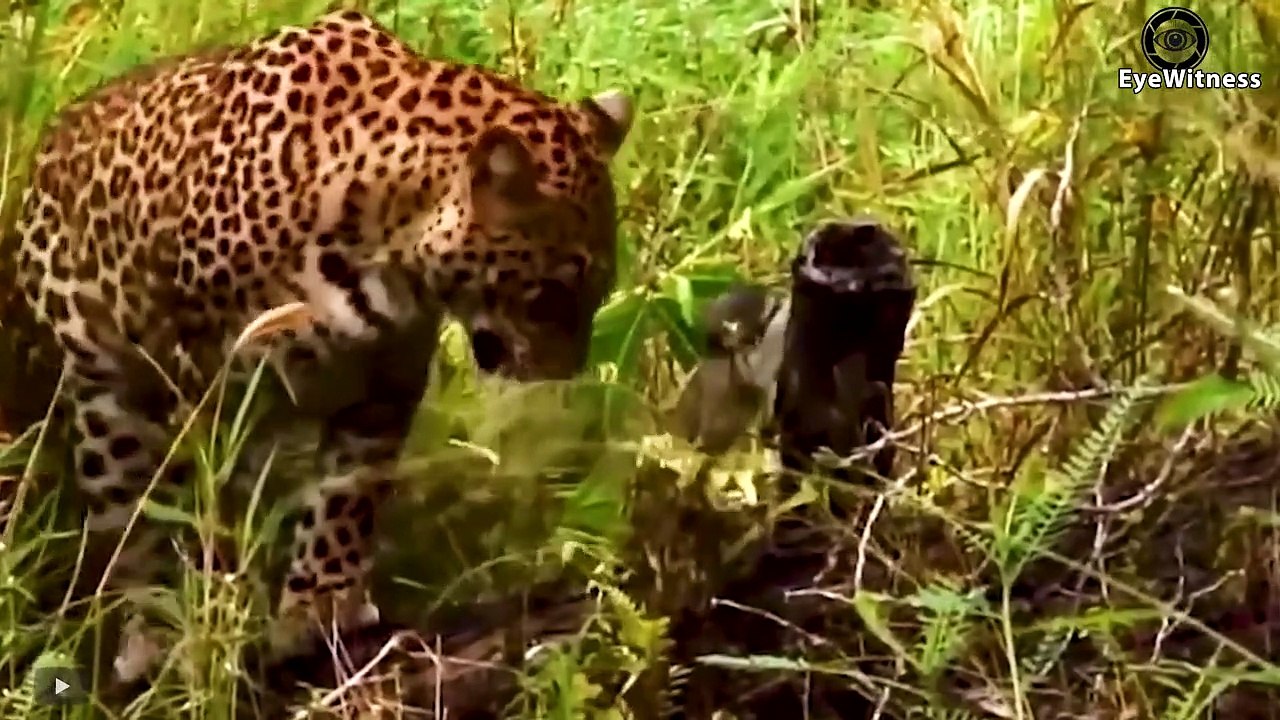 45 Moments Elephants Rescues Baby Monkey From Leopard Hunting - Elephant vs Lion, Crocodile, Rhino
