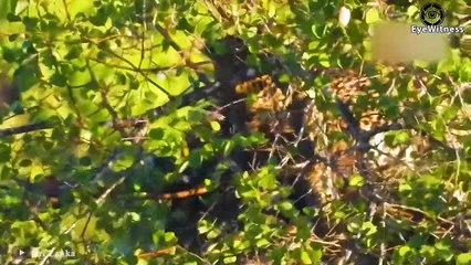 Intelligence Of The Mother Warthog Made The Leopard's Plan To Rob The Piglets Fail   Wild Animal