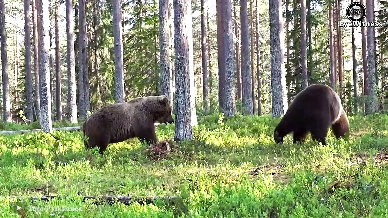 Tragic! Mother Bear Risks Her Life To Protect Her Baby From Hungry Lion Then Received Bitter Ending