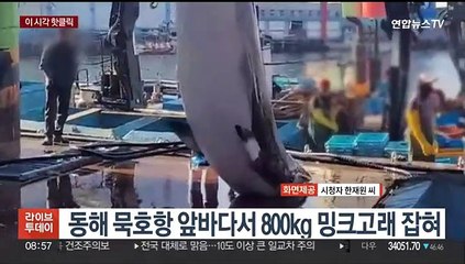 [핫클릭] 동해 묵호항 앞바다서 800kg 밍크고래 잡혀 外