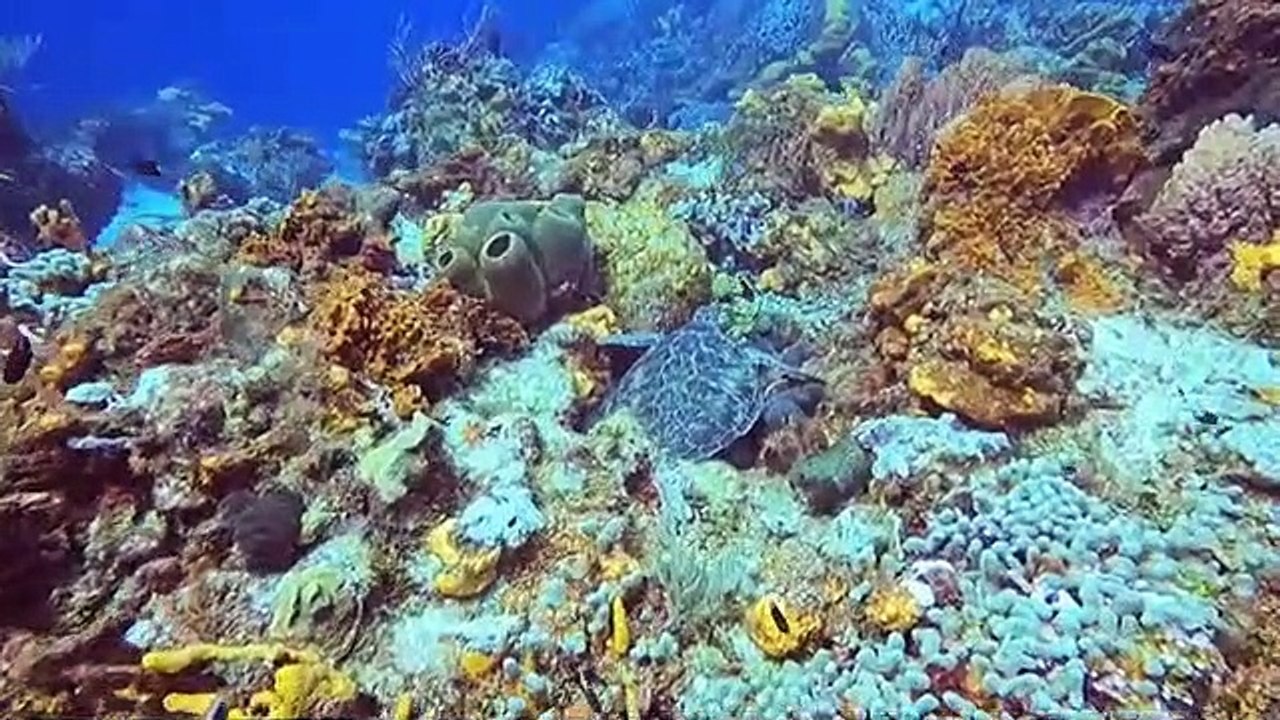 Do not distrub sleeping turtle..