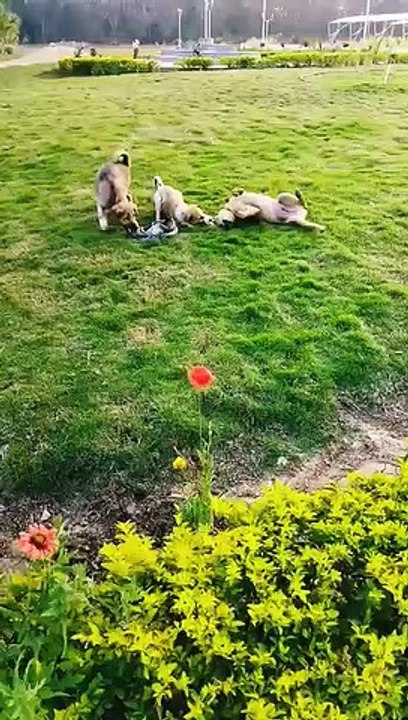 Cute Puppies are Playing