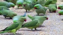The Man Feed the  Food in Wild  Parrots