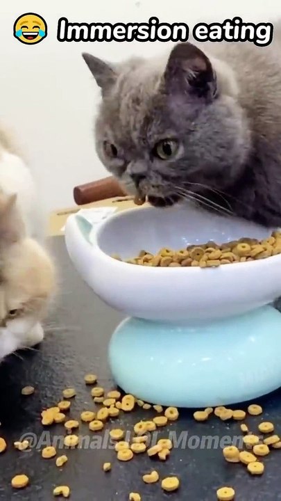 The Wackiest Animal Moments Caught On Camera _ Animals LOL Moments #funnyanimals #shorts